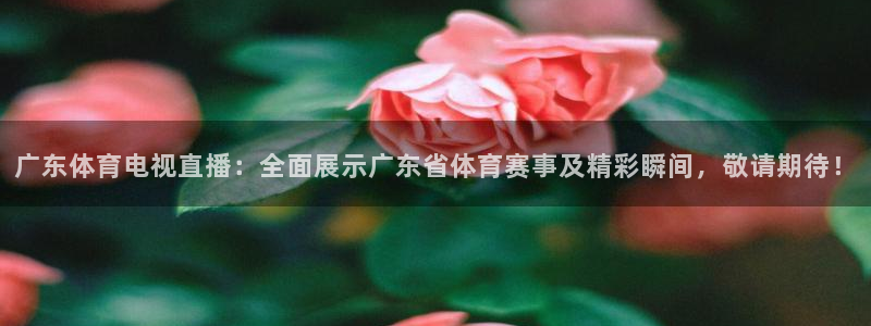 833体育直播